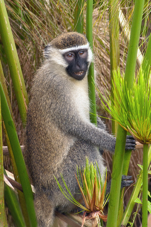 Vervet Monkey Uganda.tif