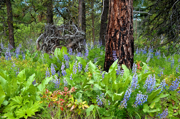 Lupine in the Lower Cascades