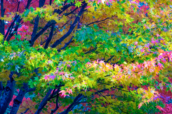 Fall Pastels.tif