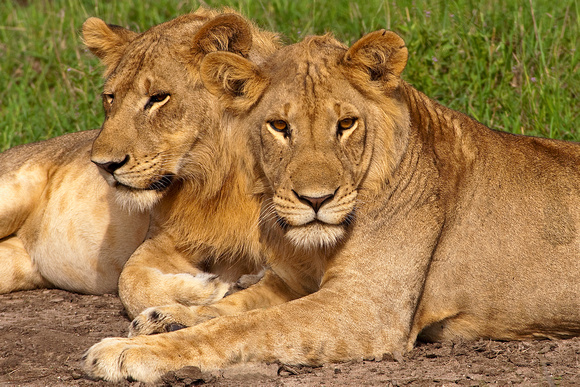 Lions of Uganda.tif