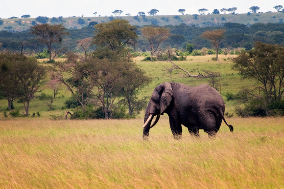 Lone Elephant Uganda.tif
