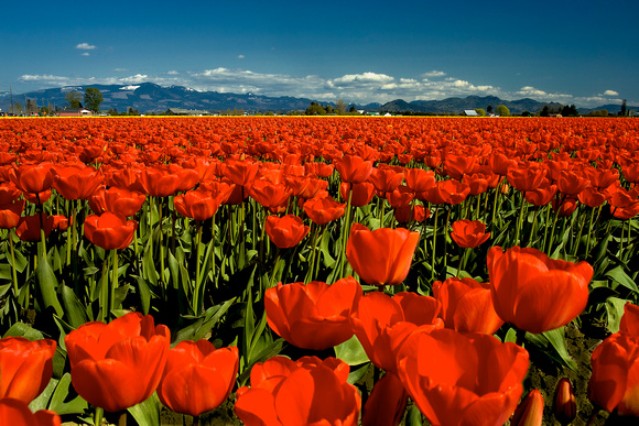 Orange Tulip Fields LaConnor, Wa