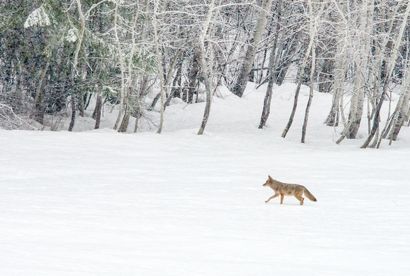 Lone Coyote in Winter